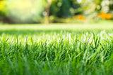 Nitrogrow+ Premium Nitrogen Enriched Sun and Shade Grass Seed with Fertilizer, 14-0-0, 1.2kg